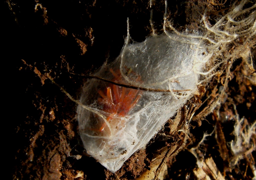 Dysderidae